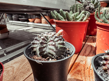 Small cactus is in a black pot on a wooden table. The cactus is surrounded by other potted plants, including a red one. The scene gives off a sense of warmth and cozinessの写真素材