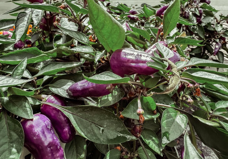 Bunch of purple peppers are growing on a plant. The peppers are small and green, and they are growing in a clusterの写真素材