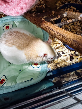 Small white and tan rodent is laying on a green cloth in a cage. The rodent is looking up at the cameraの写真素材