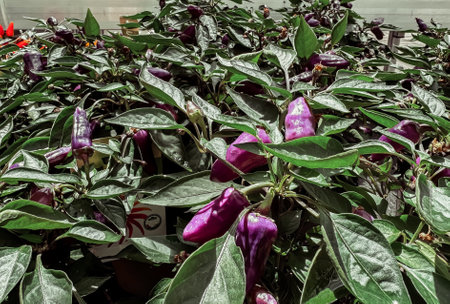 Bunch of purple peppers are growing on a plant. The peppers are small and green. The plant is full of leaves and the peppers are growing in clustersの写真素材