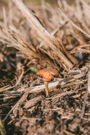 Mushroom is sitting on the ground in a field of dried up grass. The mushroom is brown and he is smallの写真素材