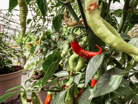 Bunch of green peppers are hanging from a plant. The peppers are green and red in colorの写真素材