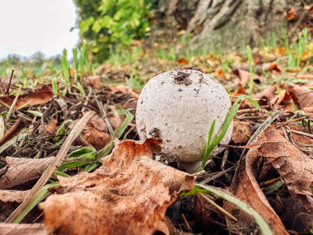 Mushroom is sitting on the ground next to some leaves. The mushroom is white and has a brown cap. The scene is peaceful and serene, with the mushroomの写真素材