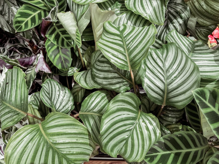 Plant with green leaves and white stripes. The leaves are shiny and wet. The plant is in a potの写真素材