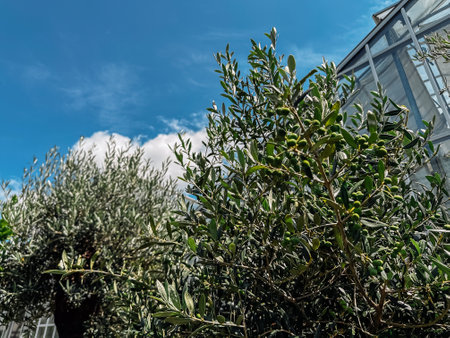 Tree with green leaves is in front of a building. The sky is blue and there are clouds in the backgroundの写真素材