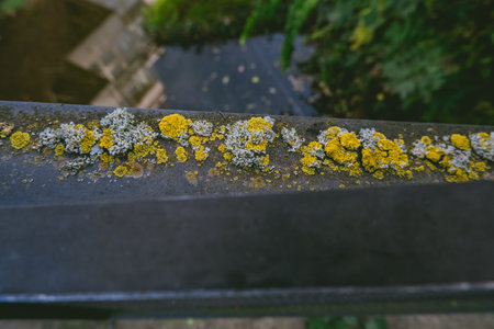 Black metal railing covered in yellow and white moss. The moss is growing in a line along the railingの写真素材