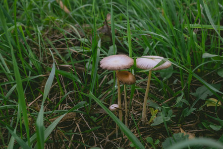 Three mushrooms are growing in the grass. The mushrooms are brown and white. The grass is green and...