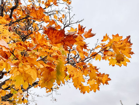 Tree with many leaves that are orange. The leaves are on the tree and are not falling
