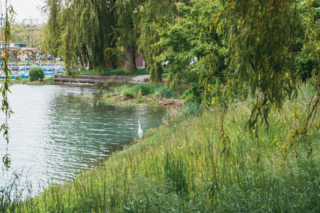 Body of water with a tree in the background. The water is calm and clear. There is a bird in the waterの写真素材