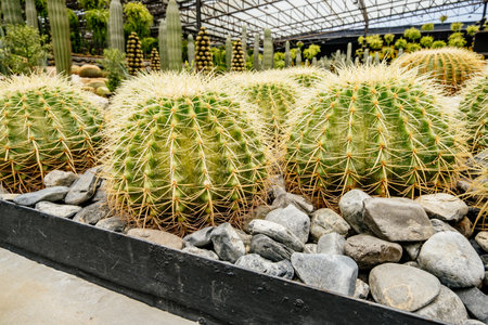 Row of cacti are in a gardenの写真素材