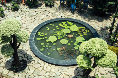 Pond with lilies and a tree in the backgroundの写真素材
