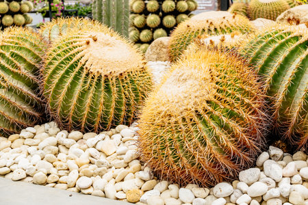 Group of cacti are on a rocky surfaceの写真素材