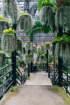 Walkway with plants hanging from the ceilingの写真素材