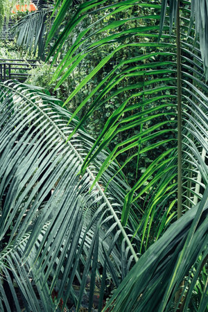 Leafy green palm tree with a leafy green stemの写真素材