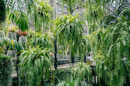 Green plant with a long stem is hanging from the ceilingの写真素材
