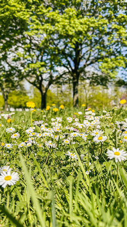 Colorful wildflowers flourish in a sunny meadow, surrounded by tall grass and trees, creating a serene natural landscapeの写真素材