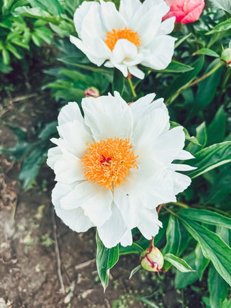Beautiful white peony flower showcasing a bright orange center, surrounded by lush green foliage, creating a vibrant garden atmosphereの写真素材