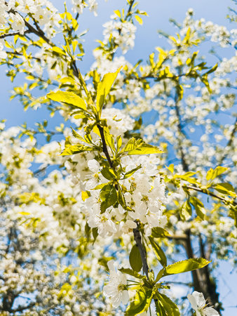 Cherry tree branches filled with delicate white blossoms and fresh green leaves are beautifully...