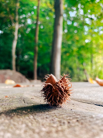 Spiky seed pod is positioned on a wooden surface, surrounded by vibrant greenery and soft natural...