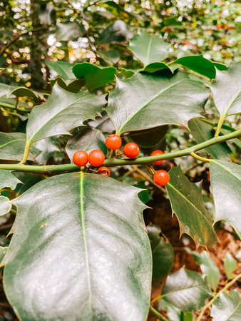 Bright red berries are nestled among glossy green holly leaves, creating a striking contrast in a...