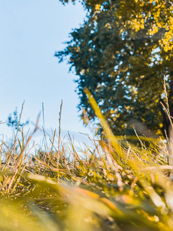 Grass and foliage are beautifully captured from a low angle, showcasing the vibrant green hues and...