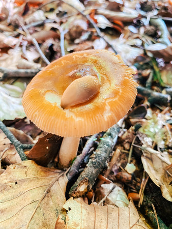 Orange mushroom stands out among a bed of fallen leaves and twigs in a forest, illuminated by natural light, showcasing the beauty of nature and the intricate details of the mushroom's capの写真素材