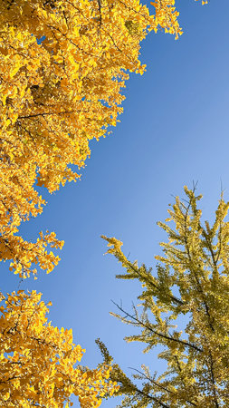 Bright yellow leaves of trees frame the image against a clear blue sky, highlighting the vibrant colors of autumn and the beauty of nature's seasonal transformationの写真素材