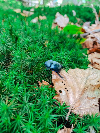A beetle is perched on a dry leaf, surrounded by rich green moss in a forest setting. The scene captures the intricate details of nature, showcasing the harmony of life and foliageの写真素材