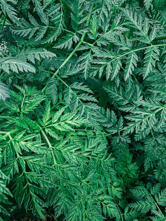 Lush green foliage featuring intricate leaf patterns, showcasing a vibrant natural backdrop filled...