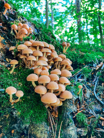 A vibrant cluster of brown mushrooms thrives on a moss-covered log in a sunlit forest, showcasing...