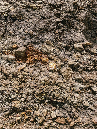 A snail rests on rocky soil, surrounded by textured earth and natural elements, showcasing the...