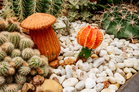 Vibrant orange cactus stands out among various cacti and decorative mushroom, surrounded by smooth...