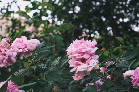 Pink roses are blooming beautifully among lush green leaves, creating a vibrant garden scene filled...
