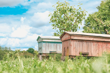 Colorful wooden bee hives are positioned in a vibrant green field, with a tree nearby and fluffy...
