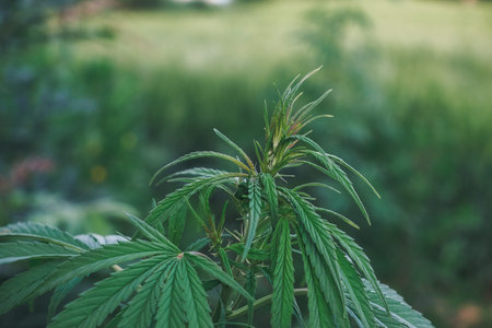 Green cannabis plant showcasing lush, vibrant leaves, thriving in a natural outdoor setting,...