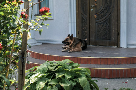 Dog is lounging on the porch, framed by colorful flowers and rich foliage, creating a tranquil...