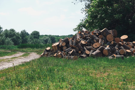 Cut logs stacked on green grass beside a dirt path, with trees and open fields in the background,...