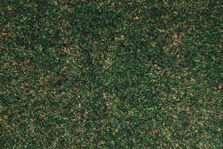 Close-up view of lush green grass, showing natural textures and earthy tones, creating a vibrant outdoor ambianceの写真素材
