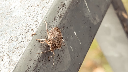 Brown insect with textured shell is perched on metallic surface, highlighting its unique features...