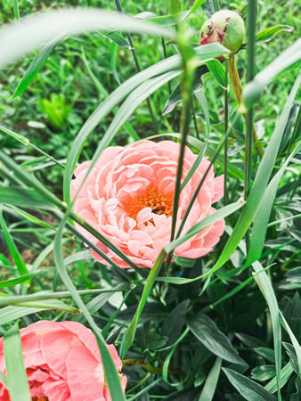 Beautiful pink peony flower is blooming surrounded by green grass and slender leaves, highlighting the intricate details of petals and vibrant colors in a natural settingの写真素材