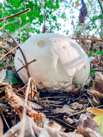 White mushroom emerges from forest floor, surrounded by dried leaves and lush greenery, highlighting...