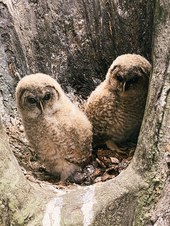 Fluffy owlets are nestled together in a tree hollow, displaying their soft feathers and inquisitive...