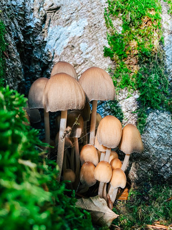 Group of brown mushrooms nestled against a mossy tree trunk, surrounded by lush green plants,...