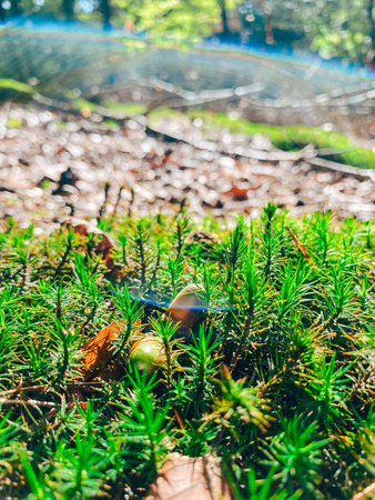 Detailed close-up of lush green moss featuring tiny mushrooms and scattered leaves, illuminated by...