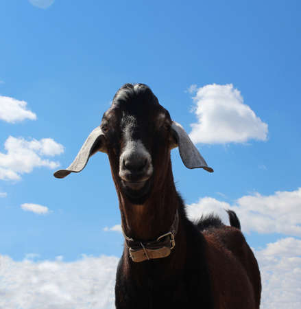 big goat stood up beautiful Nubian brown long-eared thoroughbred goat walks in the pasture of the farmの写真素材