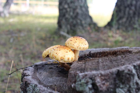 poisonous mushroom inedible grows in the forest in the grassの写真素材