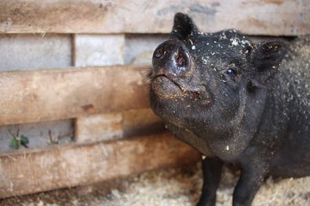 a small black pig pig in a pen with a dirty piglet on its faceの写真素材