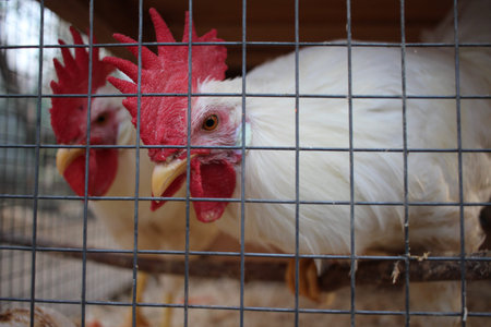 white hen rooster in a cage behind bars looking beak