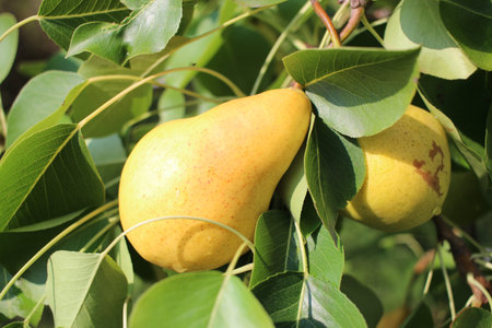 ripe juicy pear fruit grows on the branches of a tree in the garden