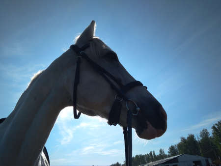 white horse in a bridle for sports horse racingの写真素材